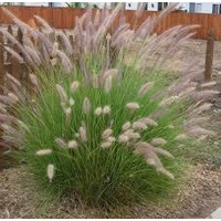 Green Fountain Grass - Pennisetum setaceum 200mm