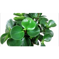 Baby rubberplant - Peperomia Obtusifolia Hangers 200mm
