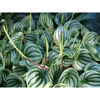Watermelon peperomia - Peperomia argyreia 120mm