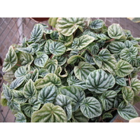 Peperomia caperata Emerald Ripple 140mm