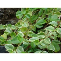 Peperomia scanden 125mm