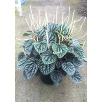 Silver Heart - Peperomia marmorata 130mm
