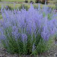 Russian Sage - Perovskia atriplicifolia 140mm