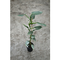 Philodendron hastatum Silver Sword 125mm
