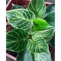 Philodendron hybrid birkin 200mm