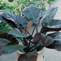 Philodendron Black Cardinal 200mm