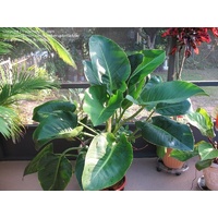 Philodendron Congo 250mm