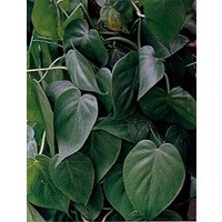 Philodendron cordatum 120mm