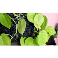 Philodendron cordatum gold 120mm
