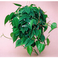 Philodendron cordatum Hanging Baskets 180mm
