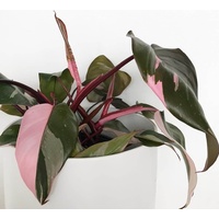 Philodendron Pink Princess - Philodendron erubescens 130mm