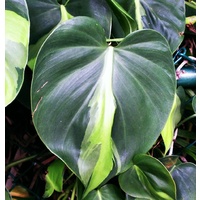 Philodendron Brazil - Philodendron hederaceum Brasil 120mm