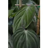 Velvet Leaf Philodendron - Philodendron hederaceum Velvet 120mm