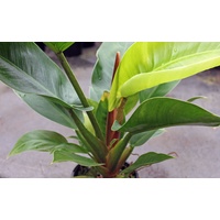 Philodendron Imperial Green 200mm