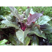 Philodendron Imperial Red 200mm