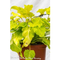 Philodendron Gold Bullion 200mm