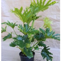 Philodendron Lickety Split 250mm