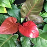 Philodendron McColley's Finale 180mm