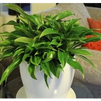 Philodendron Lil Phil 140mm