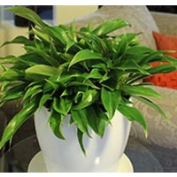 Philodendron Lil Phil 200mm