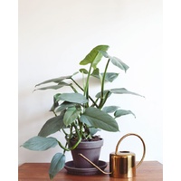 Philodendron Silver Sword 180mm