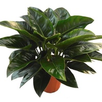 Philodendron Millions 300mm