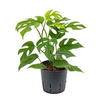 Philodendron Minima 200mm
