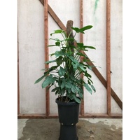 Horsehead Philodendron - Philodendron Panduriforme 200mm