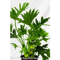 Philodendron Compact - Philodendron selloum Compacta 200mm