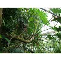 Tree philodendron - Philodendron bipinnatifidum 400mm