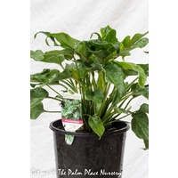 Philodendron Xanadu 200mm