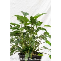 Philodendron Xanadu 250mm