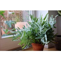 Blue Star Fern - Phlebodium aureum 200mm