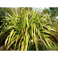 Phormium Tenax Yellow Wave 200mm