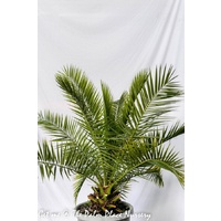 Canary Island Palm - Phoenix Canariensis 250mm