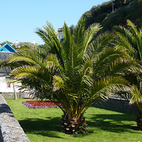 Canary Island Palm - Phoenix Canariensis 100ltr/150ltr