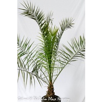 Canary Island Palm - Phoenix Canariensis 200mm