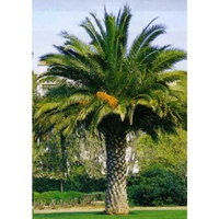 Canary Island Palm - Phoenix Canariensis 200ltr