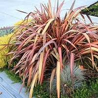 New Zealand Flax - Phormium Jester 200mm