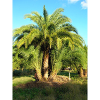 Wild Date Palm - Phoenix Relinata 100ltr