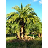 Wild Date Palm - Phoenix Relinata 45ltr