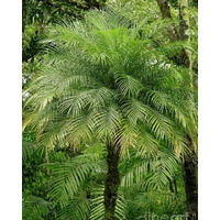 Pygmy Date Palm - Phoenix Roebelenii - Extra Large 300mm