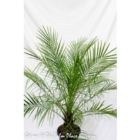 Pygmy Date Palm - Phoenix Roebelenii 300mm