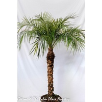 Pygmy Date Palm - Phoenix Roebelenii 400mm