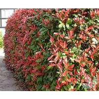 Photinia Robusta 140mm