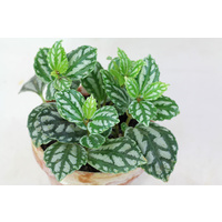 Aluminium Plant - Pilea cadierei 130mm