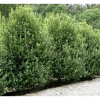 Pitto Green Pillar - Pittosporum Green Pillar 200mm
