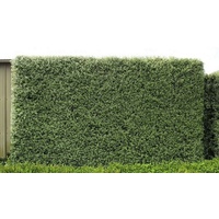 Pitto Silver Sheen - Pittosporum tenuifolium Silver Sheen 300mm