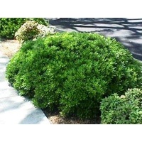 Pittosporum tobira Miss Muffet 200mm