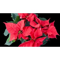 Poinsettia - Euphorbia pulcherrima 140mm